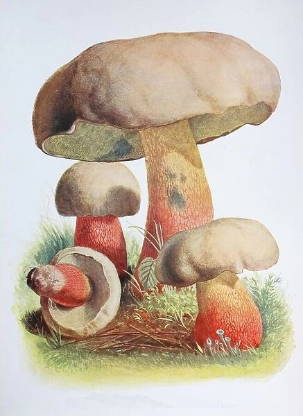 Caloboletus calopus, commonly known as the bitter beech bolete or scarlet-stemmed bolete, Boletus pachypus, digital reproduction of an ilustration of Emil Doerstling (1859-1940)
