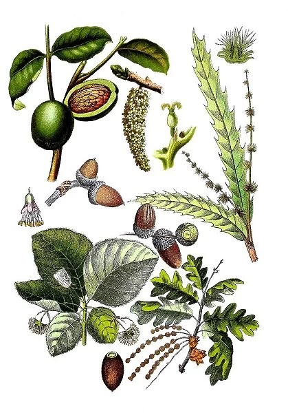 Common walnut, Juglans regia (top left und center), sweet chestnut, Castanea sativa (top right), common beech, Fagus sylvatica (bottem left), pedunculate oak, Quercus robur L. Syn. : Quercus pedunculata Hoffm. (bottem right)