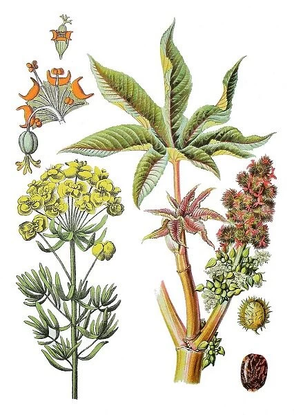 Cypress spurge, Euphorbia cyparissias (left), castor-oil-plant, castor bean, Ricinus communis (right)