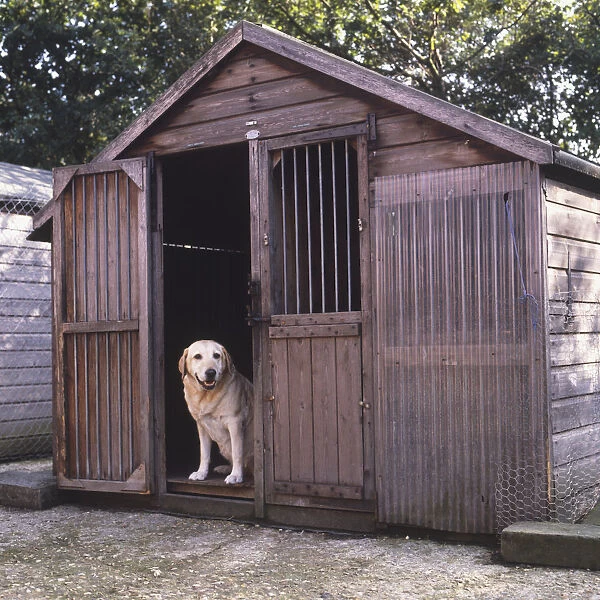 Labrador Retriever (Canis familiaris) looking out from open door of a wooden kennel