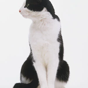 Black and White Cat Sitting up Looking to the Side - Front View