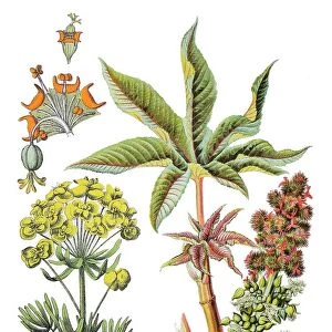 Cypress spurge, Euphorbia cyparissias (left), castor-oil-plant, castor bean, Ricinus communis (right)
