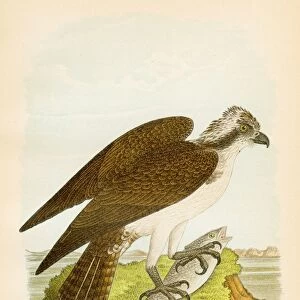 Fish hawk bird lithograph 1890