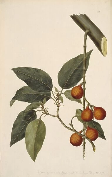 A7  /  361a Ficus racemosa, fig