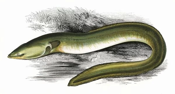 Anguilla anguilla, or Sharp-Nosed Eel