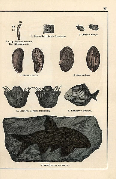 Animal, shell and fish fossils