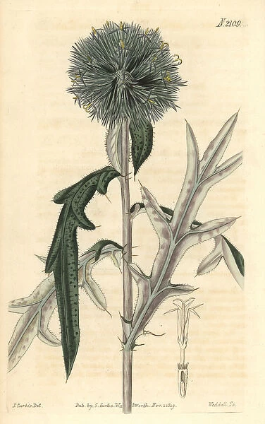 Annual globe-thistle, Echinops strigosa