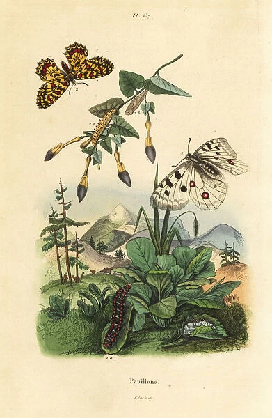 Apollo butterfly, Parnassius apollo 1