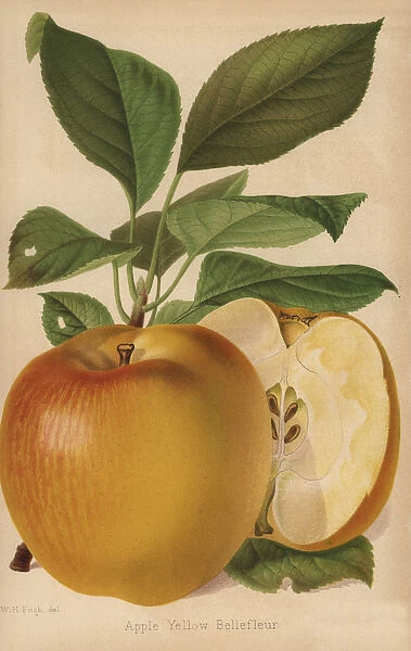Apple variety, Yellow Bellefleur, Malus domestica