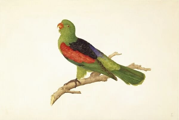 Aprosmictus erythropterus, red-winged parrot