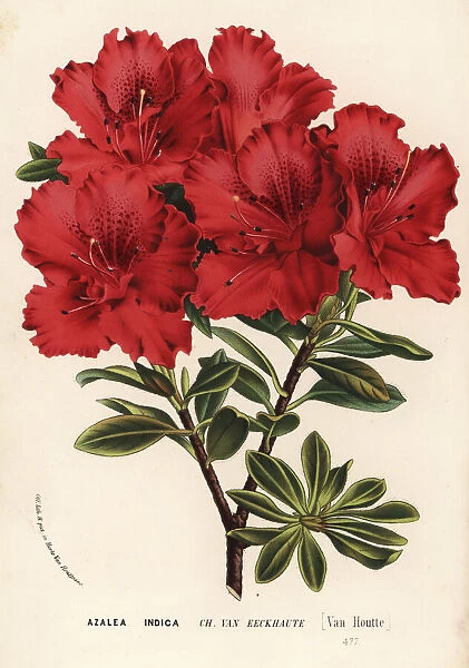 Azalea cultivar, Charles van Eeckhaute, Rhododendron indicum