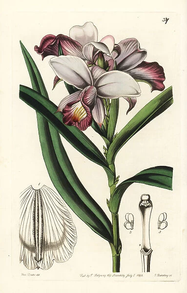Bamboo orchid, Arundina graminifolia