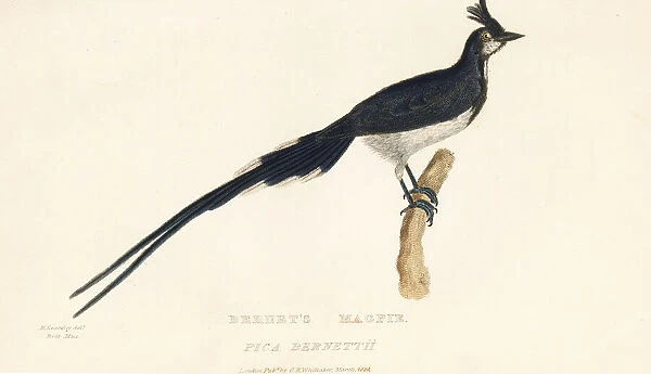 Black-throated magpie-jay, Calocitta colliei