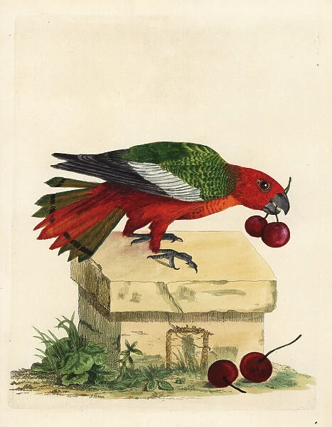 Black-winged parrot, Hapalopsittaca melanotis