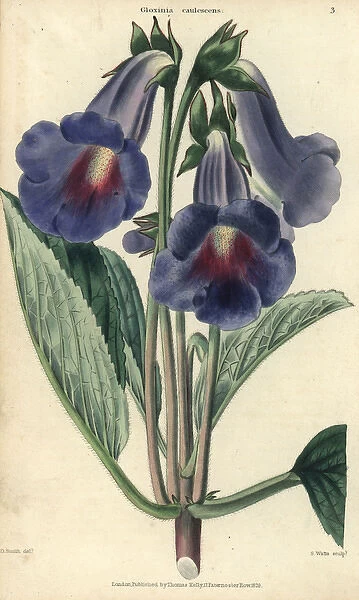 Blue and lilac flowered gloxinia, Gloxinia caulescens