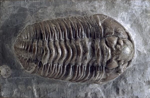 Calymene, trilobite