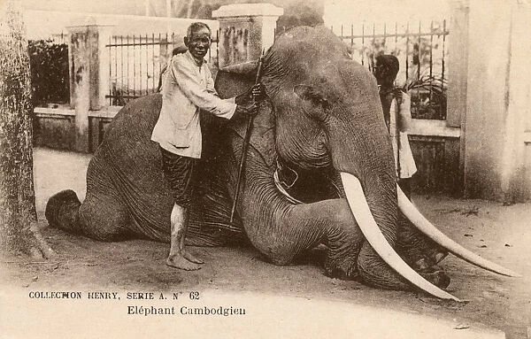 Cambodian Elephant