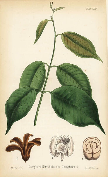 Camphora or camphor tree, Dryobalanops aromatica