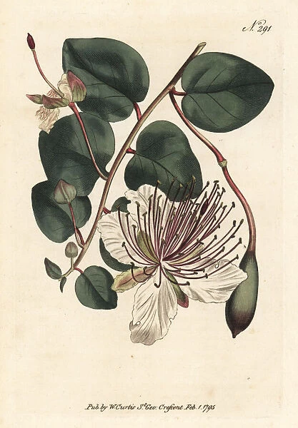 Caper bush or caper shrub, Capparis spinosa