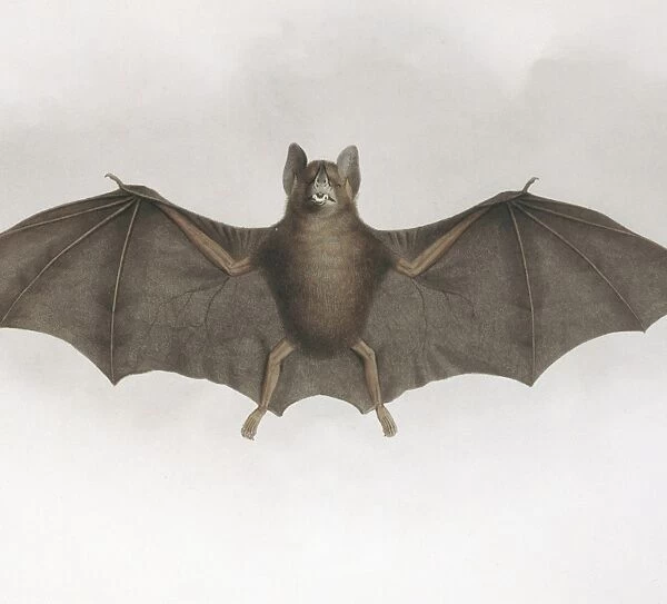 Carollia perspicillata, Sebas short-tailed bat