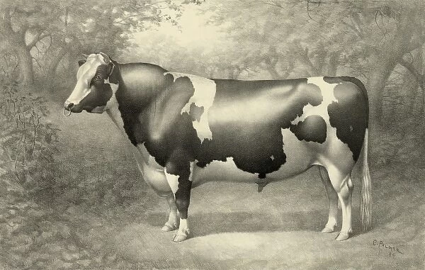 Cow. Date c1884 Sept. 18