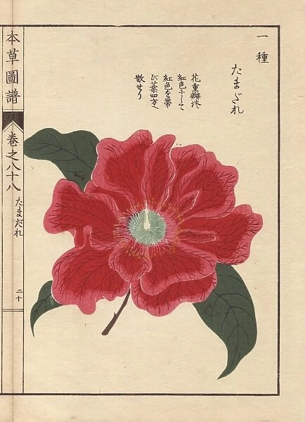 Crimson camellia, Tamagure, Thea japonica Nois