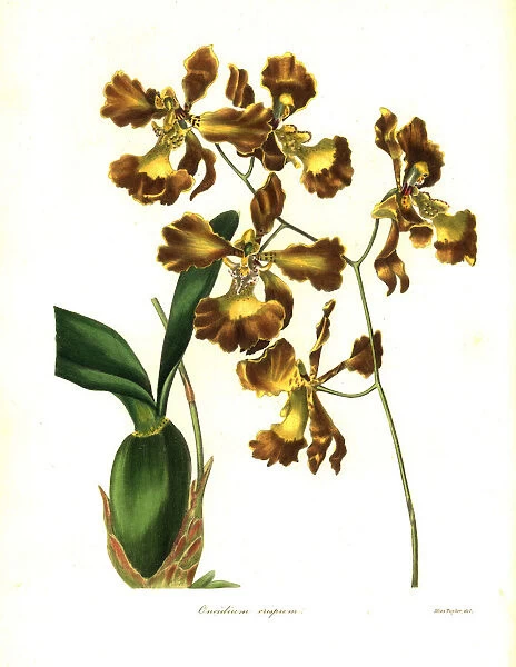 Crisped-flowered oncidium, Oncidium crispum