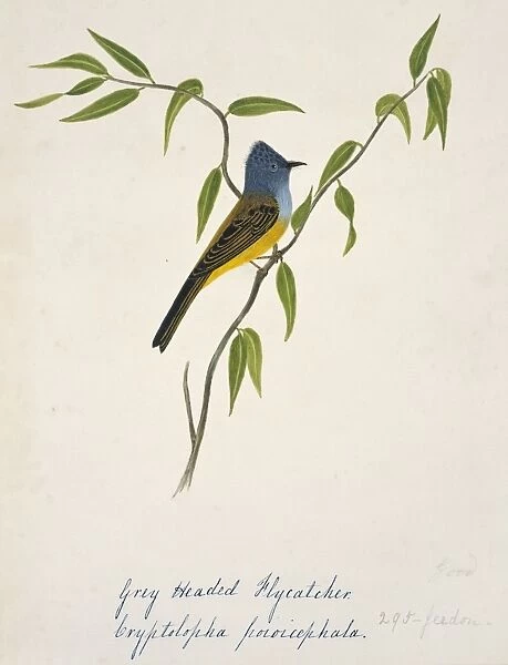 Culicicapa ceylonensis, grey-headed canary-flycatcher