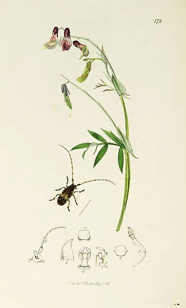 Curtis British Entomology Plate 172