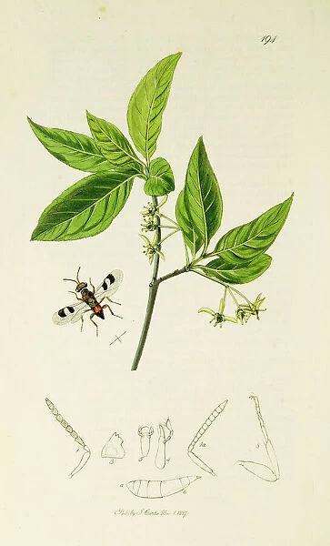 Curtis British Entomology Plate 194