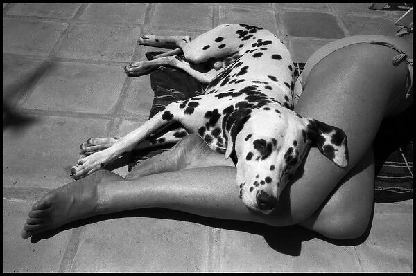 Dalmation dog and girls sunbathing legs
