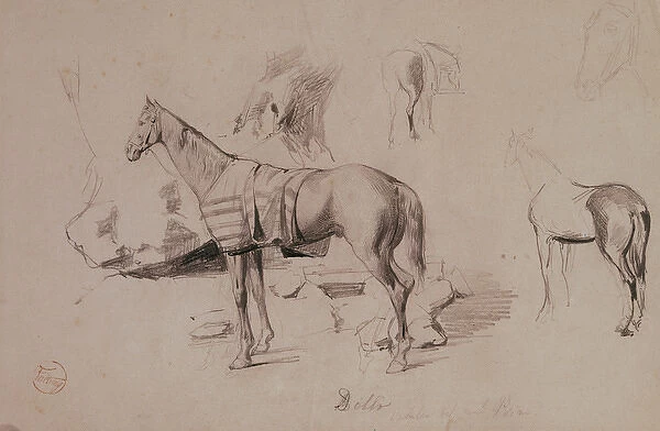 Dello, horse of General Prim. 1860. Drawing by Mariano Fortu