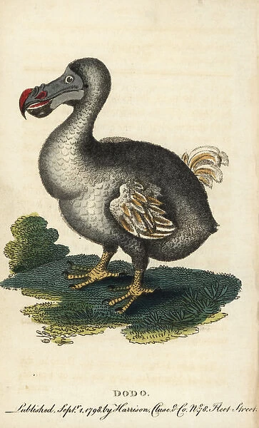 Dodo, Raphus cucullatus
