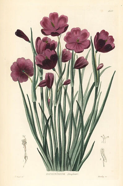 Douglas grasswidow, Olsynium douglasii