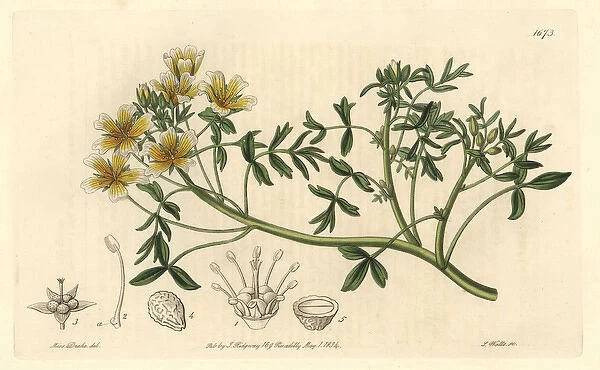 Douglas limnanthes, Limnanthes douglasii