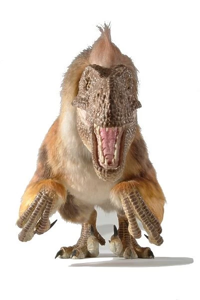 Dromaeosaurus, fuzzy raptor