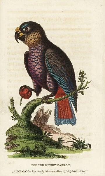 Dusky parrot, Pionus fuscus