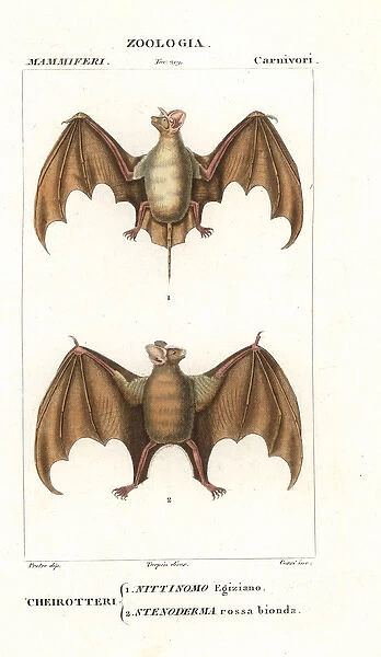 Egyptian free-tailed bat, Tadarida aegyptiaca