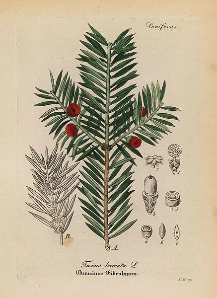 English yew tree, Taxus baccata