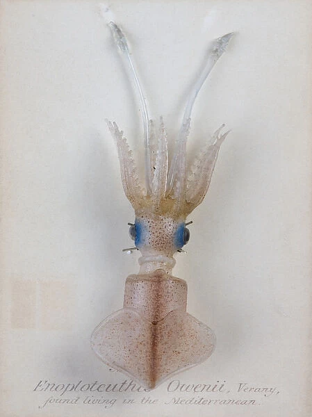 Enoploteuthis owenii, squid
