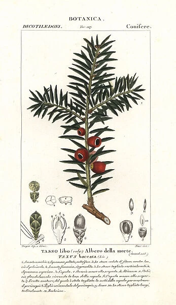 European yew tree, Taxus baccata