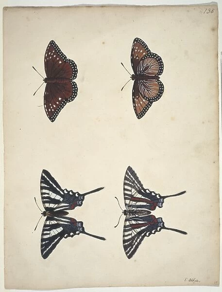 Eurytides marcellus, zebra swallowtail (bottom)