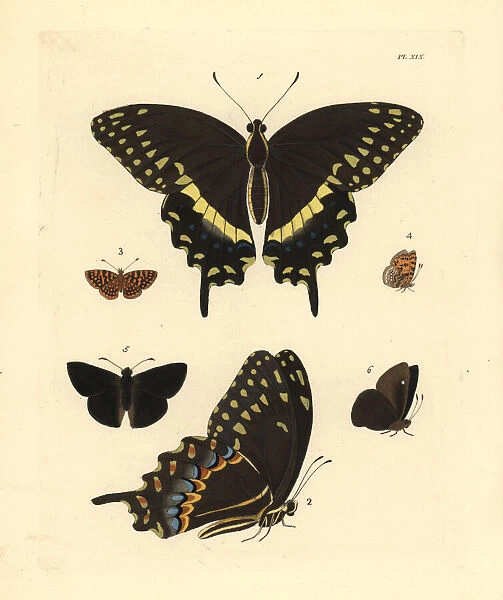 Exotic butterflies including the palamedes swallowtail