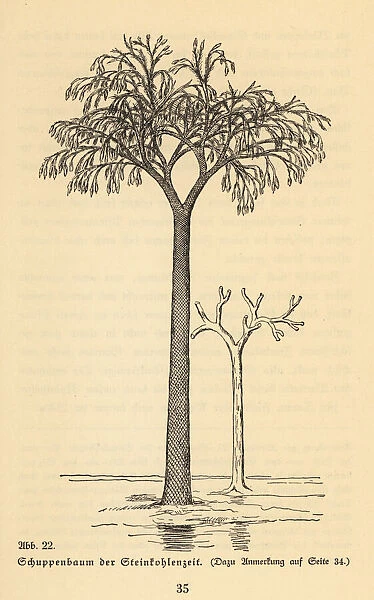 Extinct scale tree, Lepidodendron of the Carboniferous era
