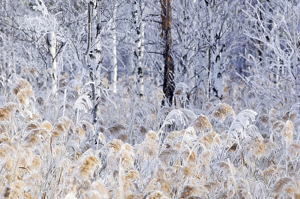 Frost - ice crystals formed on dry reeds and branches