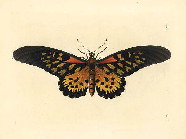 Giant African swallowtail butterfly, Papilio antimachus