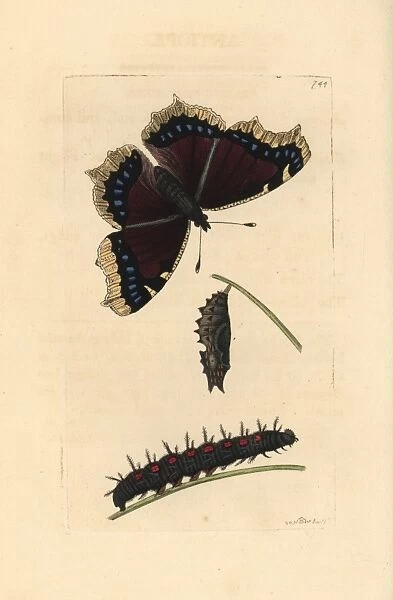 Great Camberwell or mourning cloak butterfly