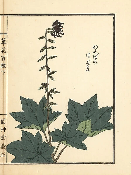 Haguma or Ainsliaea acerifolia