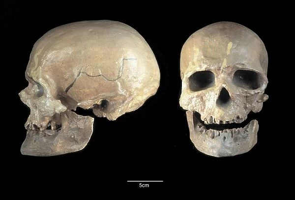 Homo sapiens cranium (Cro-Magnon 1)
