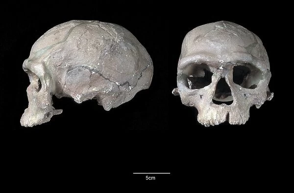 Homo sapiens cranium (Irhoud 1)